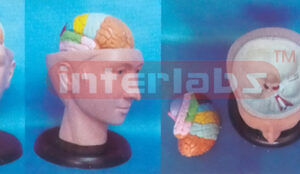DELUXE HEAD MODEL WITH COLOUR SEPARATIONAL BRAIN (3PCS) Manufacturers and Suppliers From Ambala India