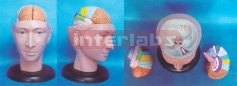 DELUXE HEAD MODEL WITH COLOUR SEPARATIONAL BRAIN (3PCS) Manufacturers and Suppliers From Ambala India