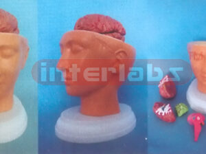 DELUXE HEAD MODEL WITH PINKISH BRAIN (9 PCS) Manufacturers and Suppliers From Ambala India