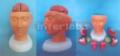 DELUXE HEAD MODEL WITH PINKISH BRAIN (9 PCS) Manufacturers and Suppliers From Ambala India
