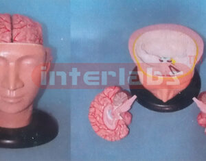 BIG DELUXE HEAD MODEL WITH BRAIN BY ARTERIES (3 PCS) Manufacturers and Suppliers From Ambala India