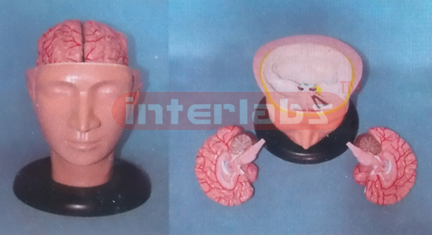 BIG DELUXE HEAD MODEL WITH BRAIN BY ARTERIES (3 PCS) Manufacturers and Suppliers From Ambala India