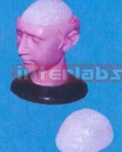 BIG DELUXE HEAD WITH 1-PC BRAIN Manufacturers and Suppliers From Ambala India