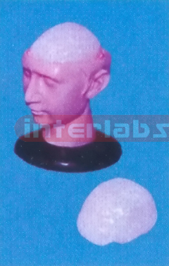 BIG DELUXE HEAD WITH 1-PC BRAIN Manufacturers and Suppliers From Ambala India