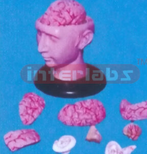 BIG DELUXE HEAD WITH 8-PCS BRAINS Manufacturers and Suppliers From Ambala India