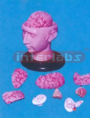 BIG DELUXE HEAD WITH 8-PCS BRAINS Manufacturers and Suppliers From Ambala India