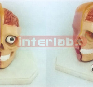 GIANT DELUXE HEAD MODEL WITH VIEW BRAIN (2PCS) Manufacturers and Suppliers From Ambala India