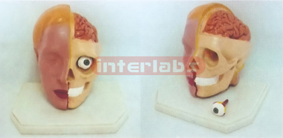 GIANT DELUXE HEAD MODEL WITH VIEW BRAIN (2PCS) Manufacturers and Suppliers From Ambala India