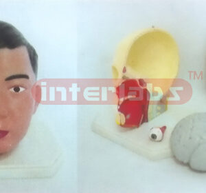 GIANT DELUXE HEAD MODELWITH HALF BRAIN (4PCS) Manufacturers and Suppliers From Ambala India