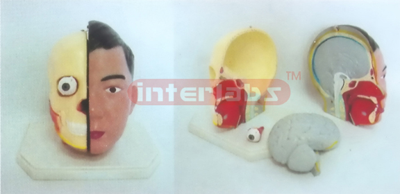 GIANT DELUXE HEAD MODELWITH HALF BRAIN (4PCS) Manufacturers and Suppliers From Ambala India