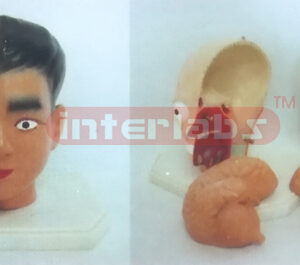GIANT DELUXE HEAD MODEL WITH HALF BRAIN (4PCS) Manufacturers and Suppliers From Ambala India