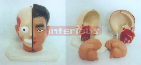 GIANT DELUXE HEAD MODEL WITH HALF BRAIN (4PCS) Manufacturers and Suppliers From Ambala India
