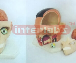 GIANT DELUXE HEAD MODEL WITH HALF BRAIN (5PCS) Manufacturers and Suppliers From Ambala India