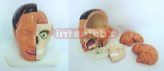 GIANT DELUXE HEAD MODEL WITH HALF BRAIN (5PCS) Manufacturers and Suppliers From Ambala India