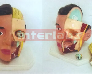GIANT DELUXE HEAD MODEL WITH HALF BRAIN 3PCS) Manufacturers and Suppliers From Ambala India