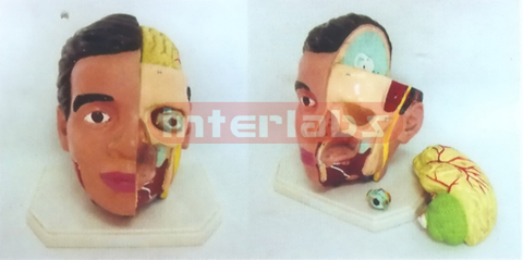GIANT DELUXE HEAD MODEL WITH HALF BRAIN 3PCS) Manufacturers and Suppliers From Ambala India