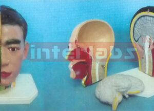 GIANT DELUXE HEAD MODEL WITH HALF BRAIN (3PCS) Manufacturers and Suppliers From Ambala India