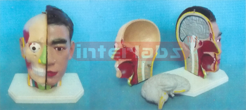 GIANT DELUXE HEAD MODEL WITH HALF BRAIN (3PCS) Manufacturers and Suppliers From Ambala India