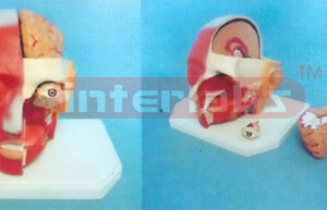 GIANT DELUXE HEAD MODEL WITH HALF BRAIN (6PCS) Manufacturers and Suppliers From Ambala India