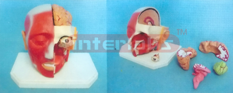 GIANT DELUXE HEAD MODEL WITH HALF BRAIN (6PCS) Manufacturers and Suppliers From Ambala India