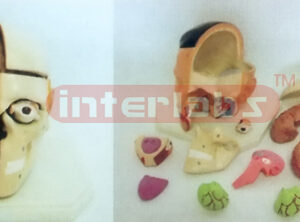 GIANT DELUXE HEAD MODEL WITH HALF BRAIN (14PCS) Manufacturers and Suppliers From Ambala India