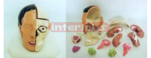 GIANT DELUXE HEAD MODEL WITH HALF BRAIN (14PCS) Manufacturers and Suppliers From Ambala India