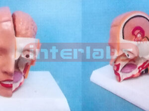 MIDDLE HEAD MODEL WITH HALF BRAIN (2PCS) Manufacturers and Suppliers From Ambala India