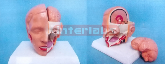 MIDDLE HEAD MODEL WITH HALF BRAIN (2PCS) Manufacturers and Suppliers From Ambala India
