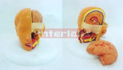 MIDDLE HEAD MODEL WITH HALF BRAIN (PCS) Manufacturers and Suppliers From Ambala India