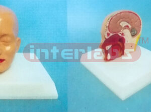MIDDLE HEAD MODEL WITH HALF BRAIN (3PCS) Manufacturers and Suppliers From Ambala India