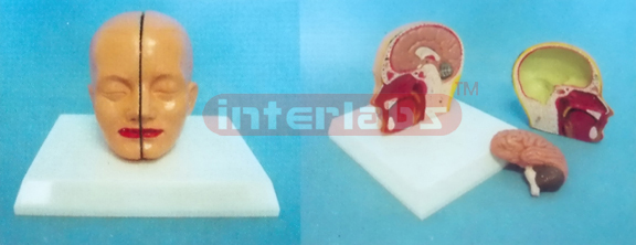 MIDDLE HEAD MODEL WITH HALF BRAIN (3PCS) Manufacturers and Suppliers From Ambala India