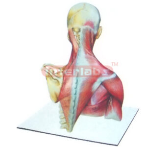 HUMAN NECK & BACK MODEL WITH  MUSCLES AND SKELETONS Manufacturers and Suppliers From Ambala India
