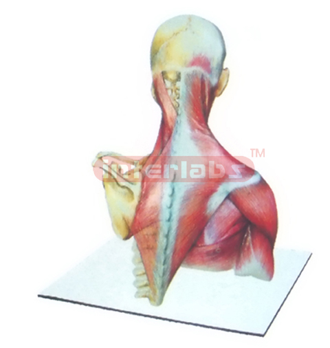 HUMAN NECK & BACK MODEL WITH MUSCLES AND SKELETONS Manufacturers and Suppliers From Ambala India