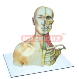 HUMAN HEAD