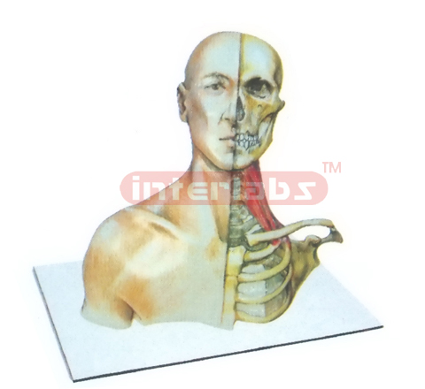 HUMAN HEAD