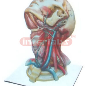 HUMAN HEAD & NECK DISTRIBUTION MODEL FOR MAIN ARTERY Manufacturers and Suppliers From Ambala India