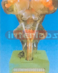 THE ANATOMY MODEL OF TRANSPARENT BRAIN STEM BY ELECTRO-DYNAMIC. Manufacturers and Suppliers From Ambala India