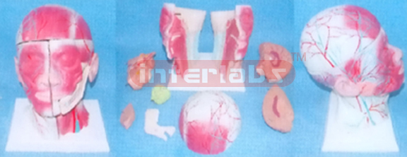 BIG HEAD SECTION MODEL Manufacturers and Suppliers From Ambala India