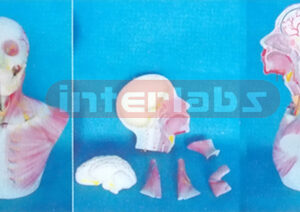 HEAD AND NECK SECTION MODEL WITH MUSCULATUREAND BLOOD VESSELS  AND ADDING BRAIN N.A. Manufacturers and Suppliers From Ambala India