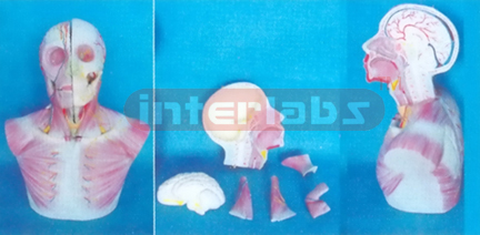 HEAD AND NECK SECTION MODEL WITH MUSCULATUREAND BLOOD VESSELS AND ADDING BRAIN N.A. Manufacturers and Suppliers From Ambala India