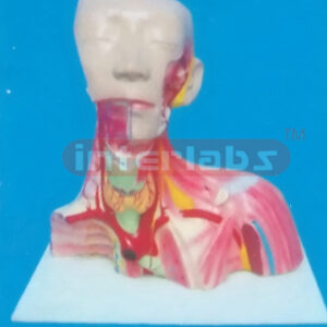 (38 x 37 x 19 cm) LOCAL ANATOMY OF HEAD