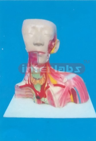 (38 x 37 x 19 cm) LOCAL ANATOMY OF HEAD