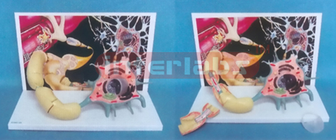 HUMAN MOTOR NERVOUS MODEL Manufacturers and Suppliers From Ambala India