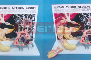 HUMAN MOTOR NERVOUS MODEL (A TYPE) Manufacturers and Suppliers From Ambala India
