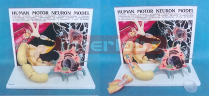 HUMAN MOTOR NERVOUS MODEL (A TYPE) Manufacturers and Suppliers From Ambala India