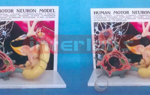 HUMAN MOTOR NEROUS MODEL WITH DESCRIPTION PLATE Manufacturers and Suppliers From Ambala India