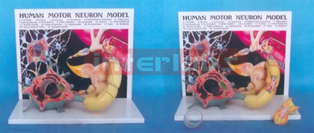 HUMAN MOTOR NEROUS MODEL WITH DESCRIPTION PLATE Manufacturers and Suppliers From Ambala India