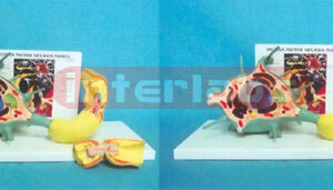 HUMAN MODEL OF MOTOR NERVOUS W/NUMBERED AND DESCRIPTION PLATE Manufacturers and Suppliers From Ambala India