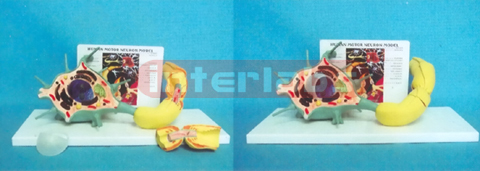 HUMAN MODEL OF MOTOR NERVOUS W/NUMBERED AND DESCRIPTION PLATE Manufacturers and Suppliers From Ambala India