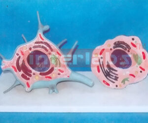 ADVANCED CELL (MOTOR NEURON) AND SIMPLE CELL COMPARISON MODEL Manufacturers and Suppliers From Ambala India